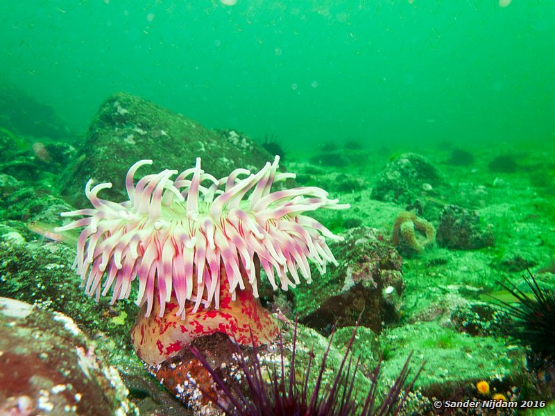 Painted anemone (Urtucina crassicornis), , Toby Island, Hornby Island, BC, Canada